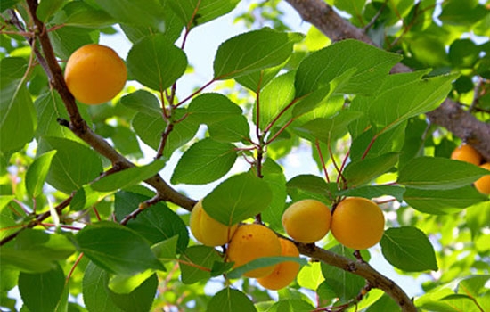 立夏吃個(gè)杏，到老沒有病